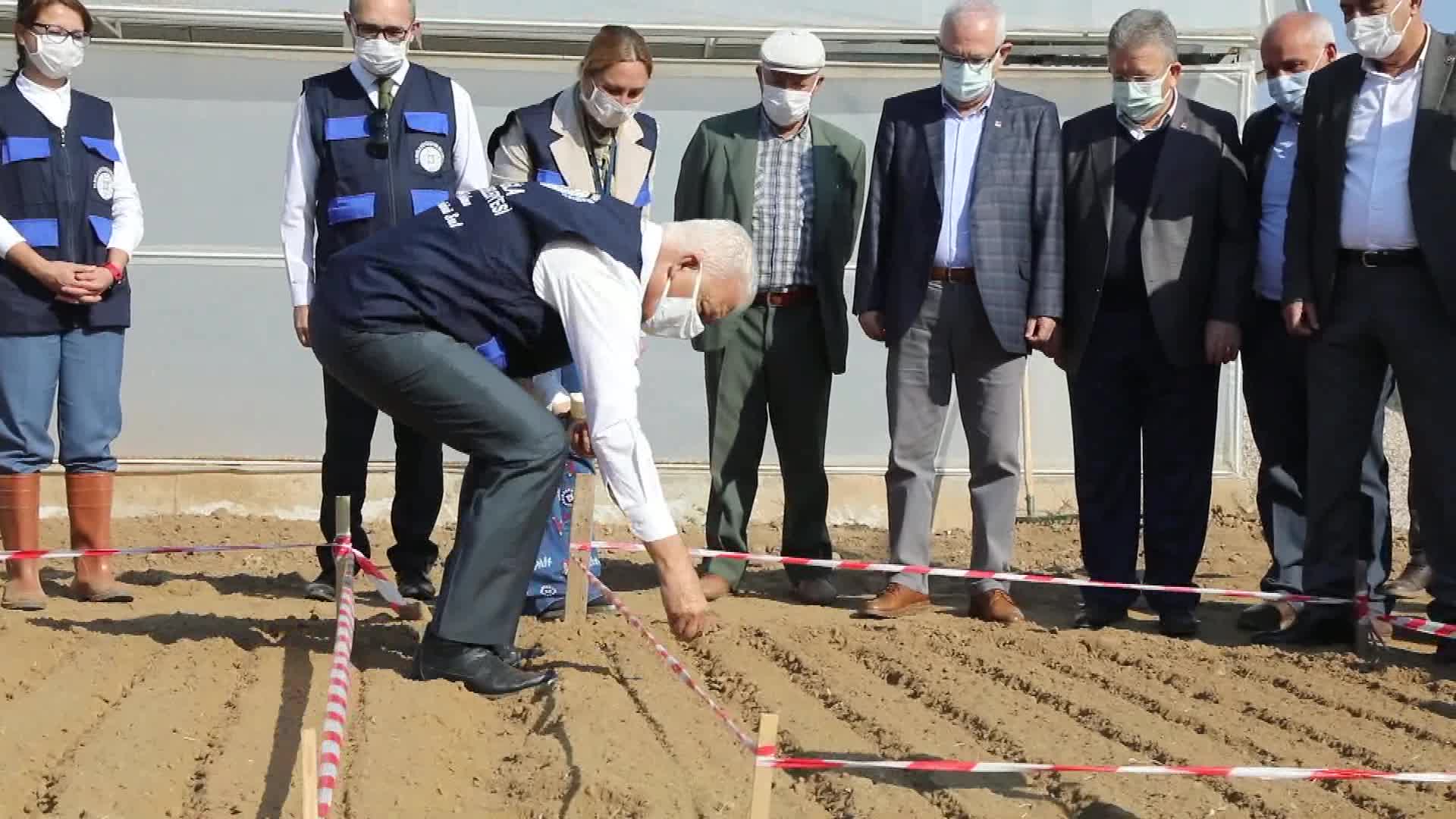 MUĞLA BELEDİYE BAŞKANI GÜRÜN, KARAKILÇIK BUĞDAYI EKİMİNE KATILDI