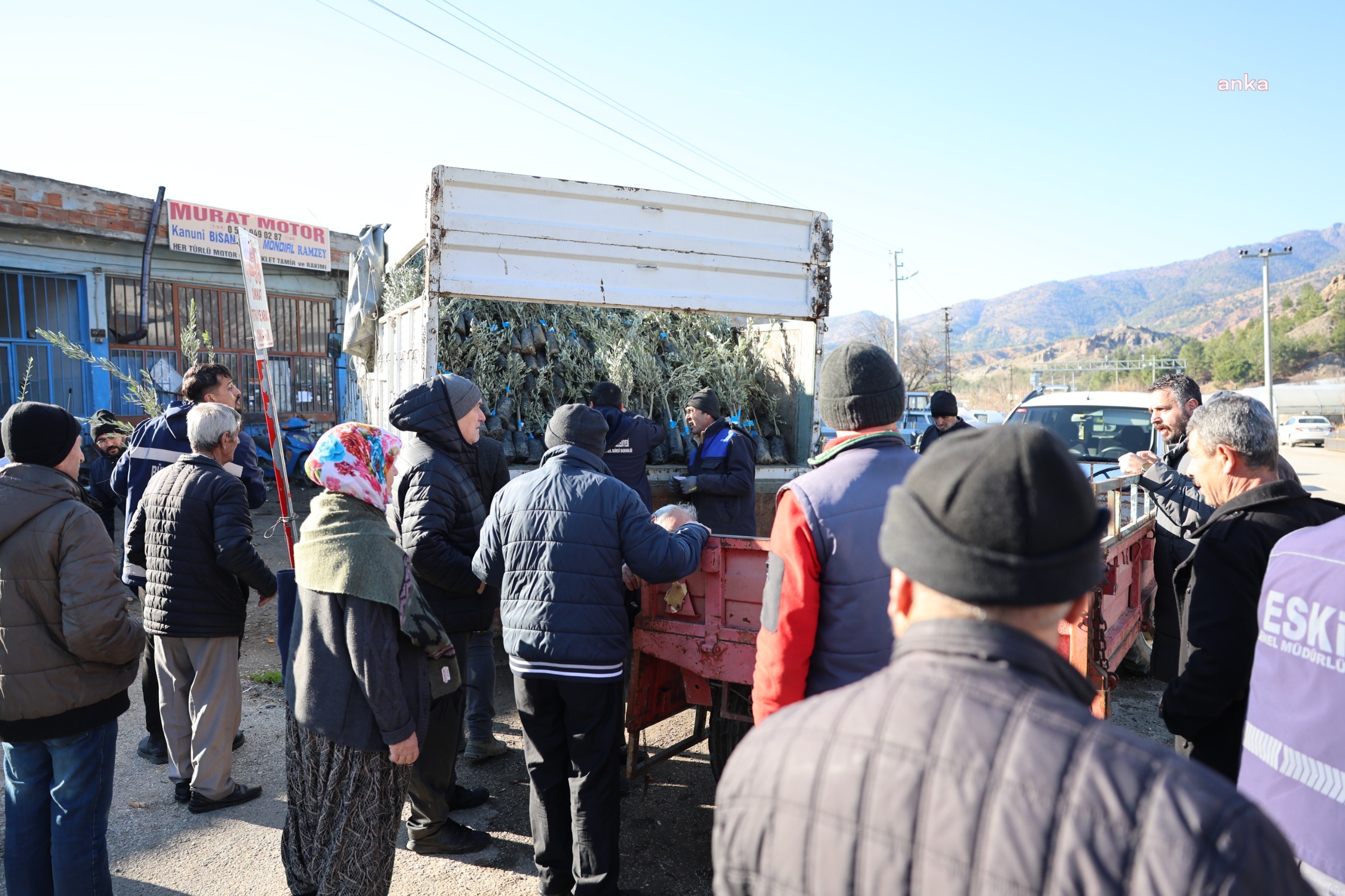 Eskişehir Büyükşehir Belediyesi, üreticilere 17 bin adet Gemlik zeytin fidanı dağıttı