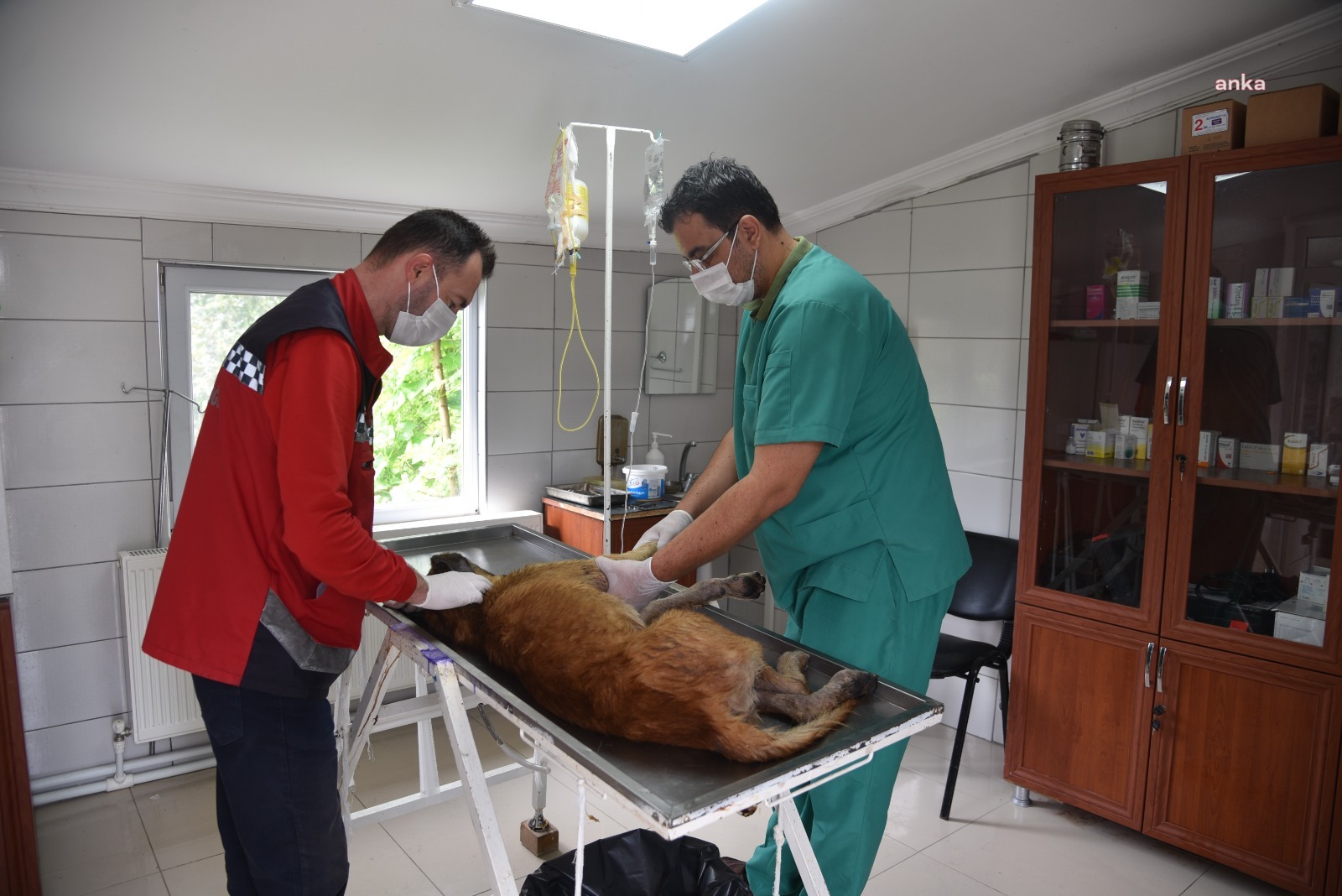 Giresun Belediyesi, 927 hayvanın tedavisini gerçekleştirdi