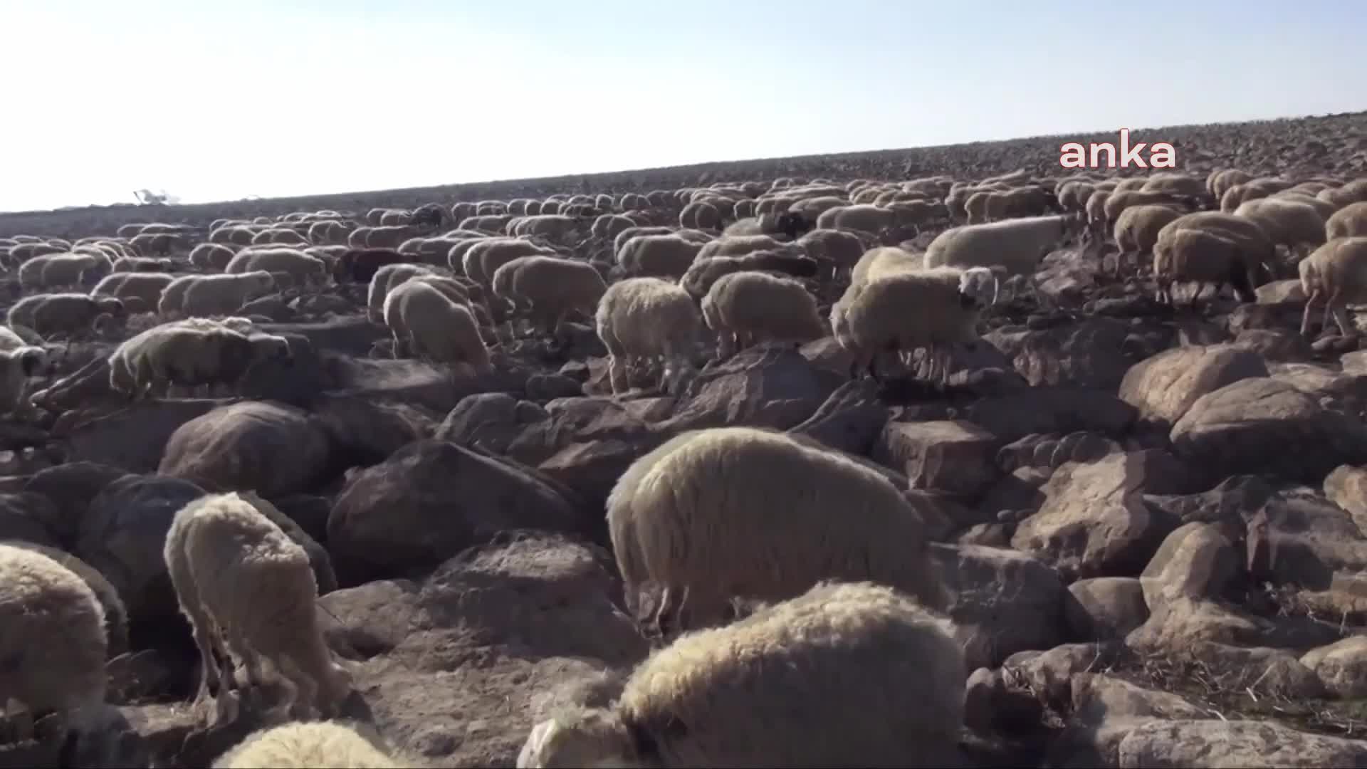 Şanlıurfa Gölcük Mahallesi sakinlerinden GES projesine tepki: "Suyla  ilişkimizi, yaşam kaynağımızı kestiler"