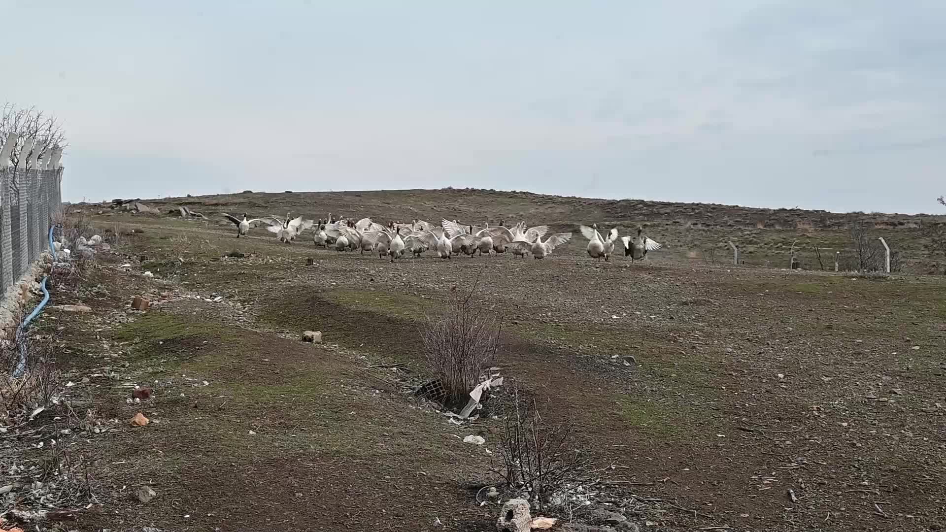 Yozgat’ta kanatlı hayvan yetiştiricileri zor günler yaşıyor