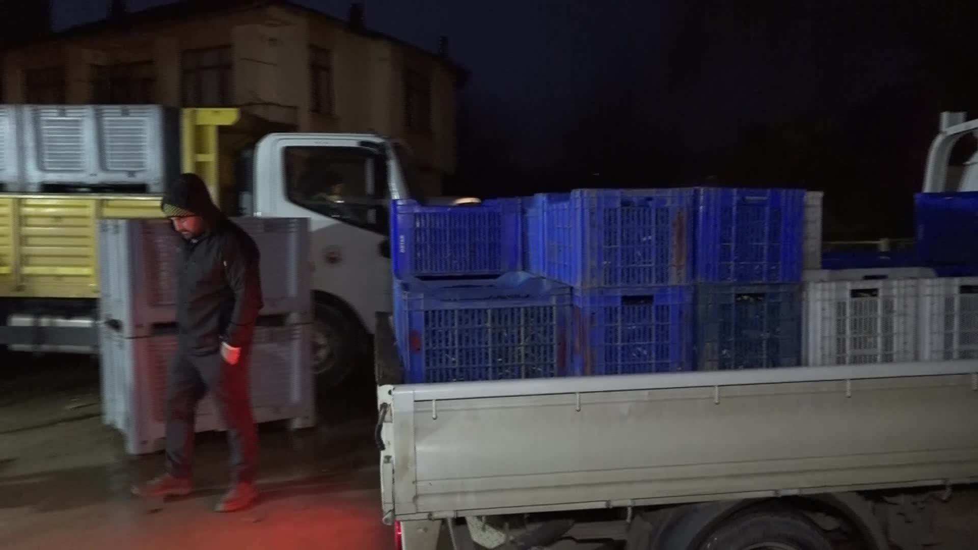 Gemlik Belediyesi, zeytin alımlarına devam ediyor