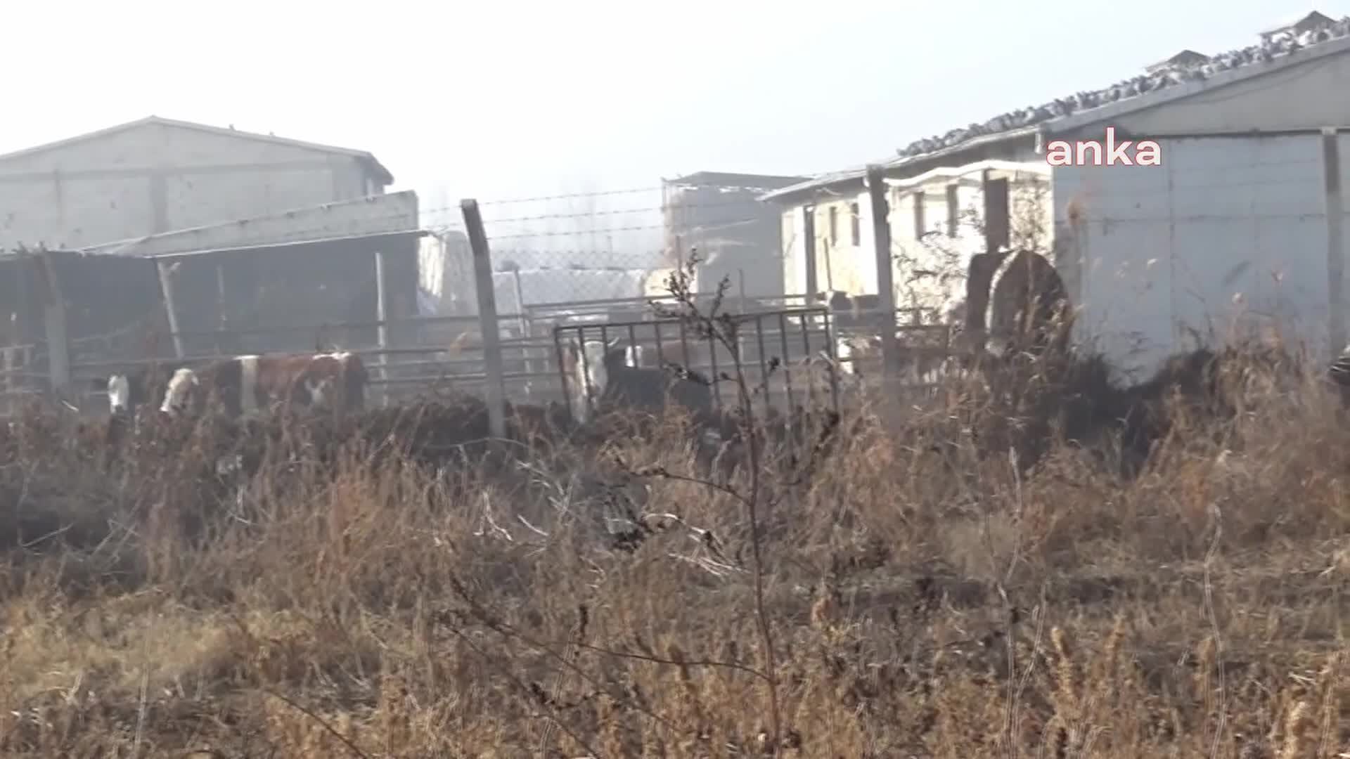 Iğdırlı süt üreticileri: "Yeni yılda süt alım fiyatı 20 lira olmalıdır"
