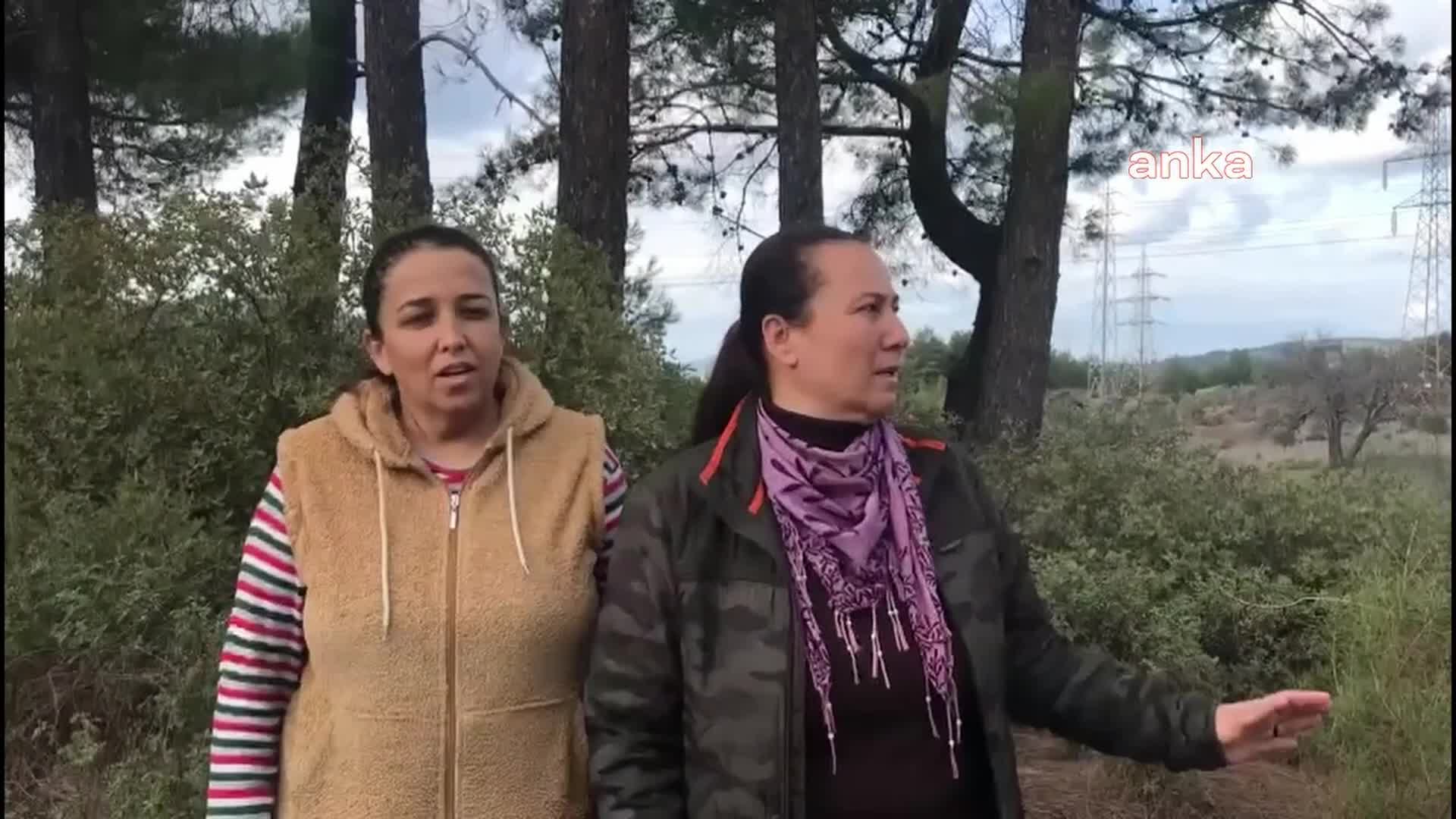 Milas’ta YK Enerji zeytin ağaçlarını sökmeye başladı