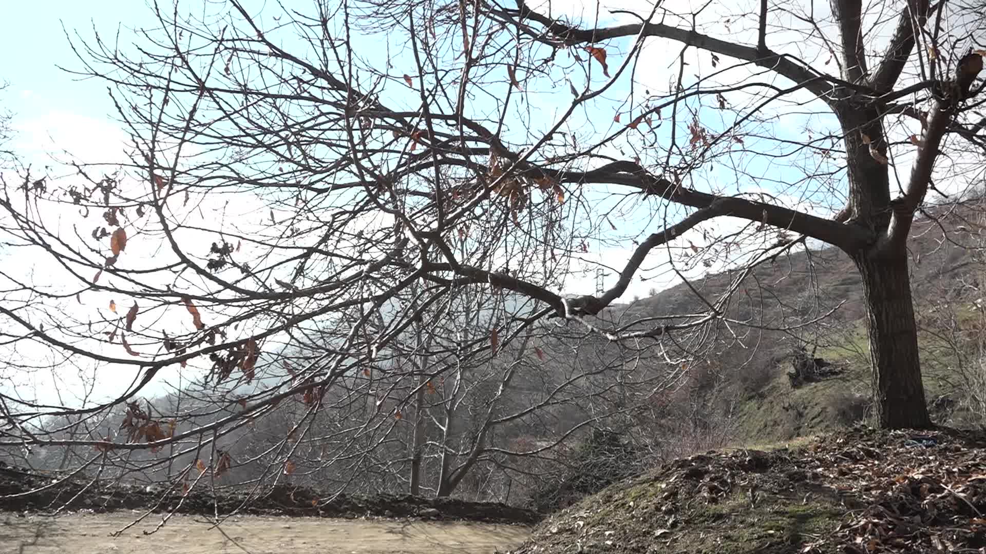 İzmir’de kestane kanseri ile mücadele sürüyor