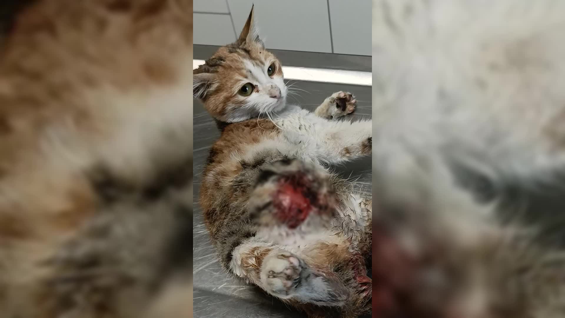 Ağır yaralarına rağmen yaşama tutundu, adı “Azim” oldu