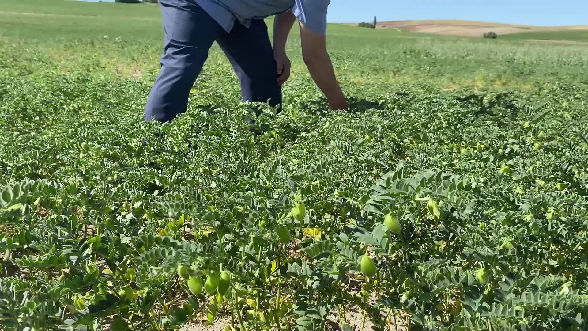 Yozgat’ta yanlış beyanda bulunduğu gerekçesiyle çiftçiler yakın takibe alındı
