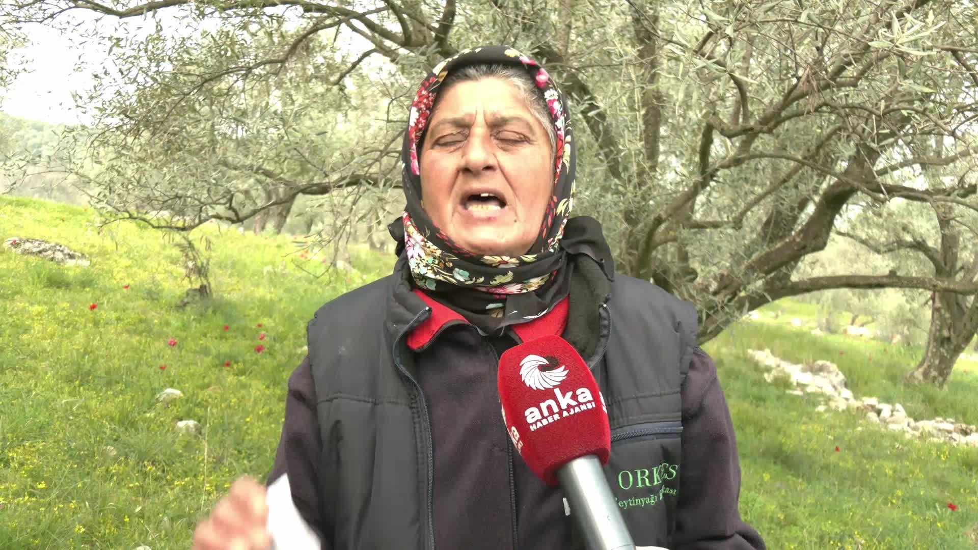 Tire’deki ağaç kıyımına bölge halkı isyan ediyor: “Karnımız burada doyuyor. Ekmek paramızı kesmesinler”
