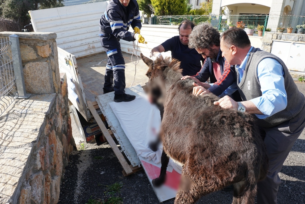 BODRUM'DA PETBULANCE EKİBİ YARALI EŞEĞE MÜDAHALE ETTİ