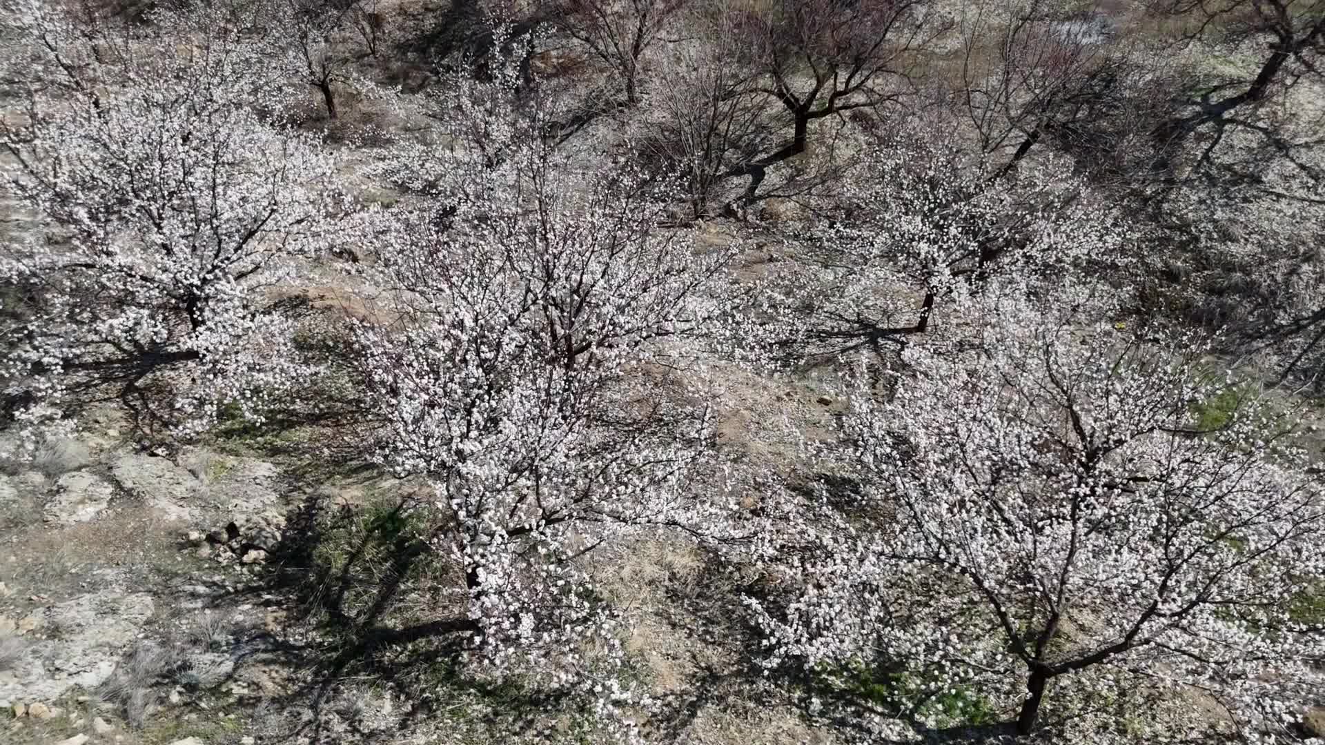 Malatya'da kayısı ağaçları çiçek açtı, çiftçiler zorlu sezona hazırlanıyor… Ziraat Mühendisleri Odası’ndan uyarı, ilaçlamada hassas davranın