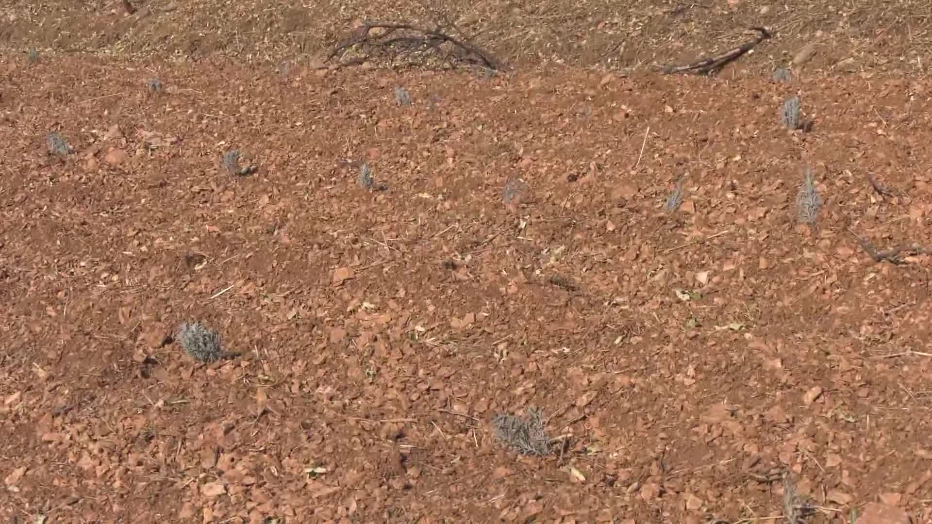ANKARA BÜYÜKŞEHİR'DEN KIRSAL KALKINMA HAMLESİ: BAŞKENT’E LAVANTA KOKUSU ÇOK YAKIŞACAK