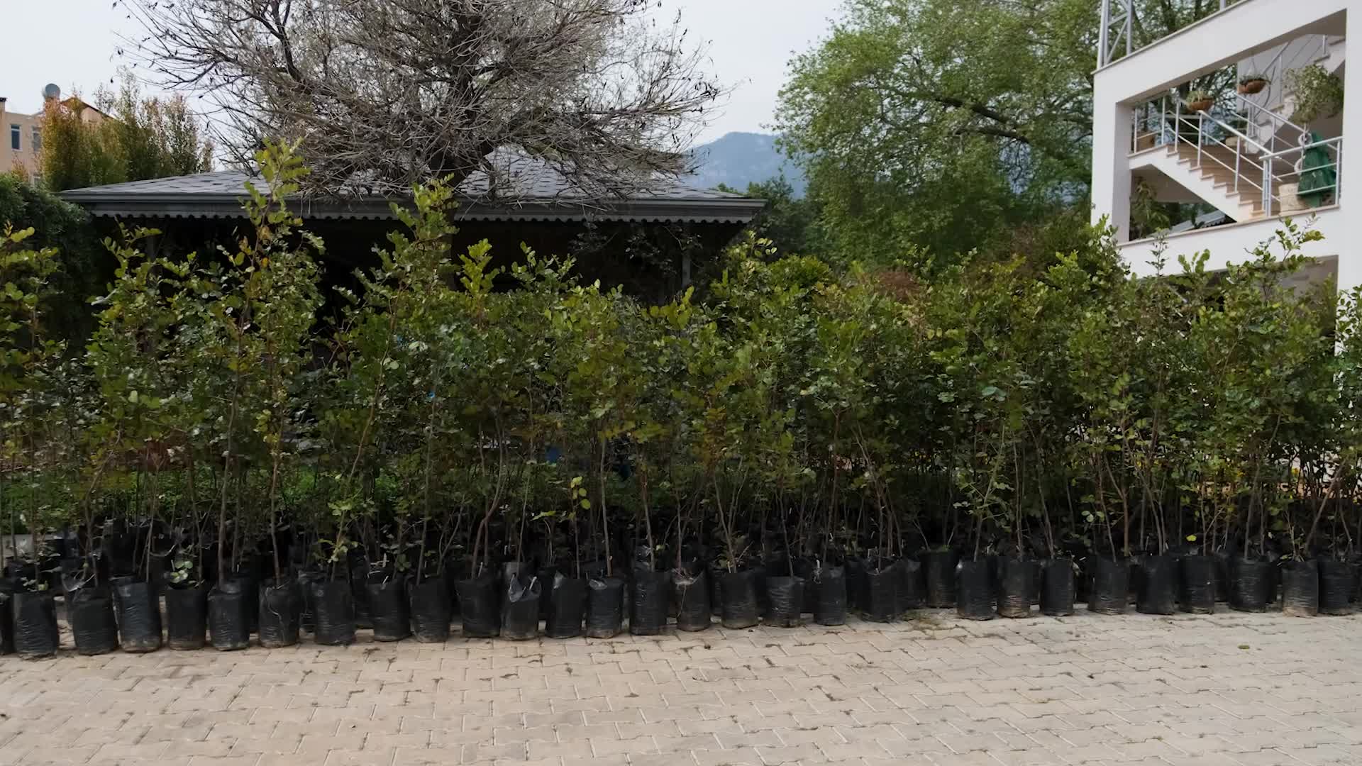 Alanya Belediyesi’nden çiftçiye keçi boynuzu fidanı desteği