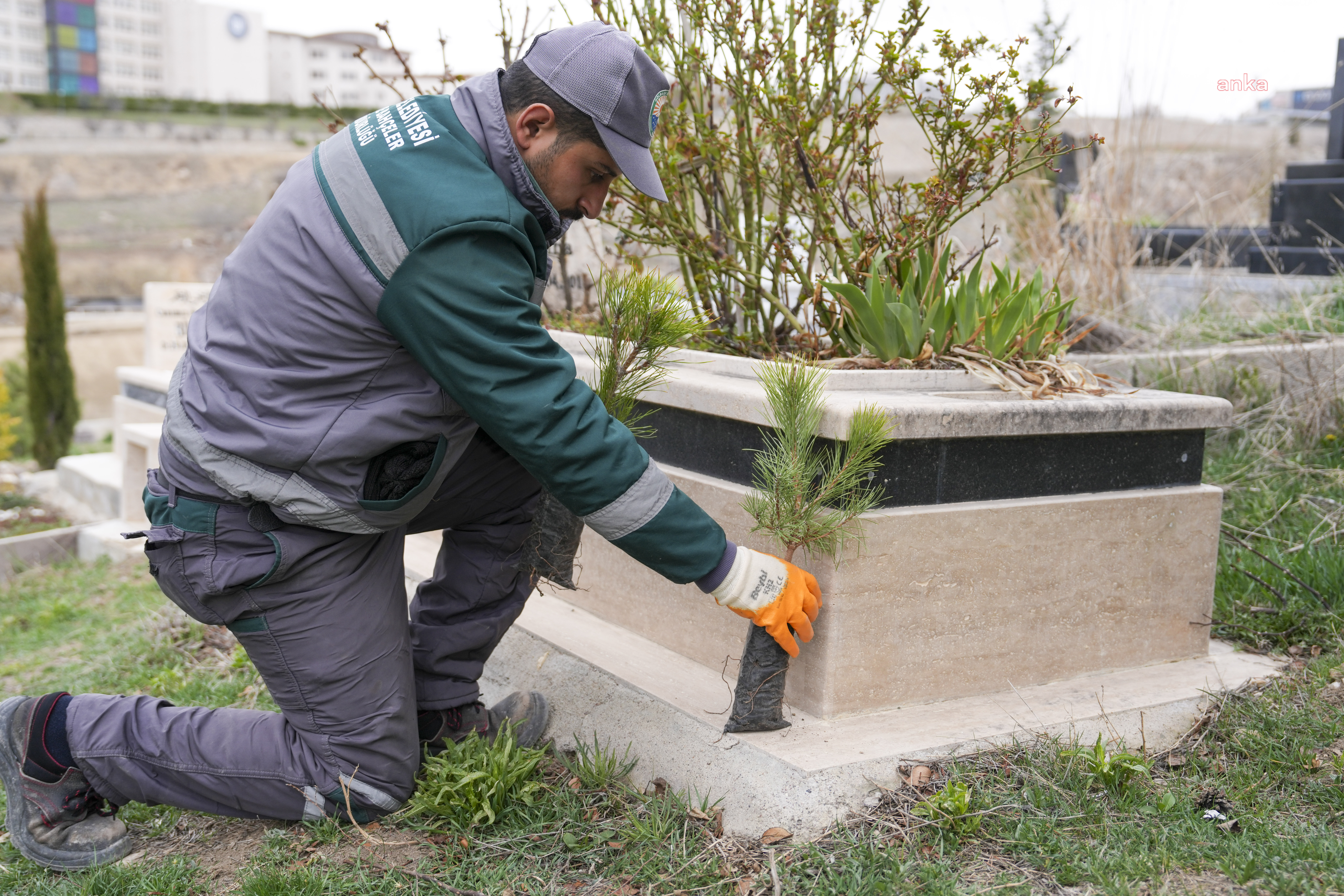Gölbaşı Belediyesi'nden mezarlıklara çam fidanı
