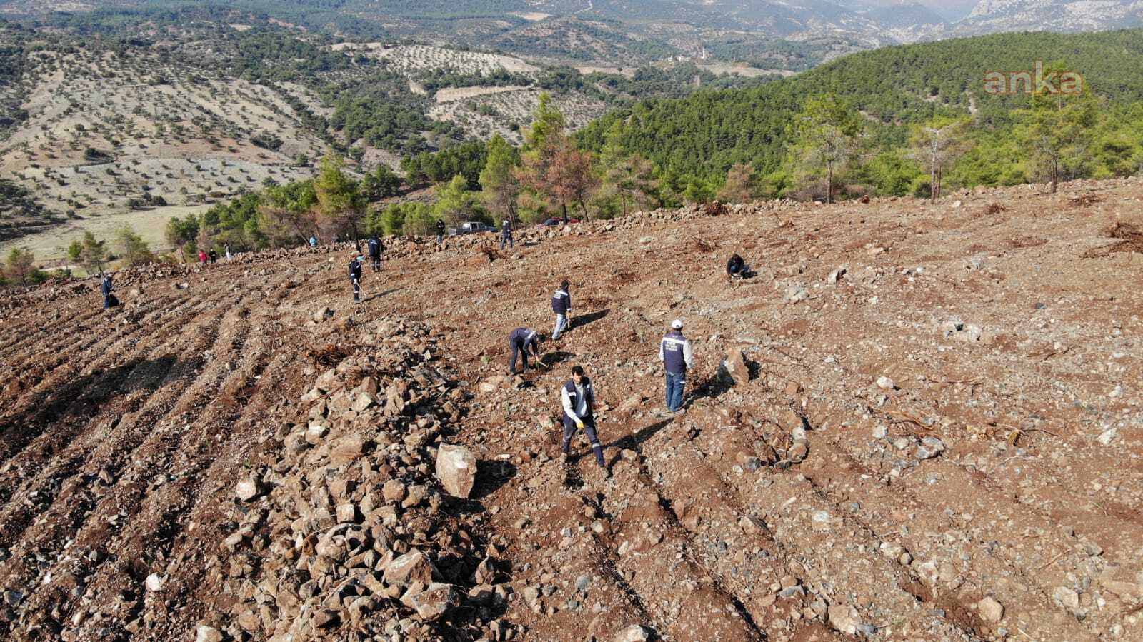 HATAY'DA BİNLERCE FİDAN TOPRAKLA BULUŞTU