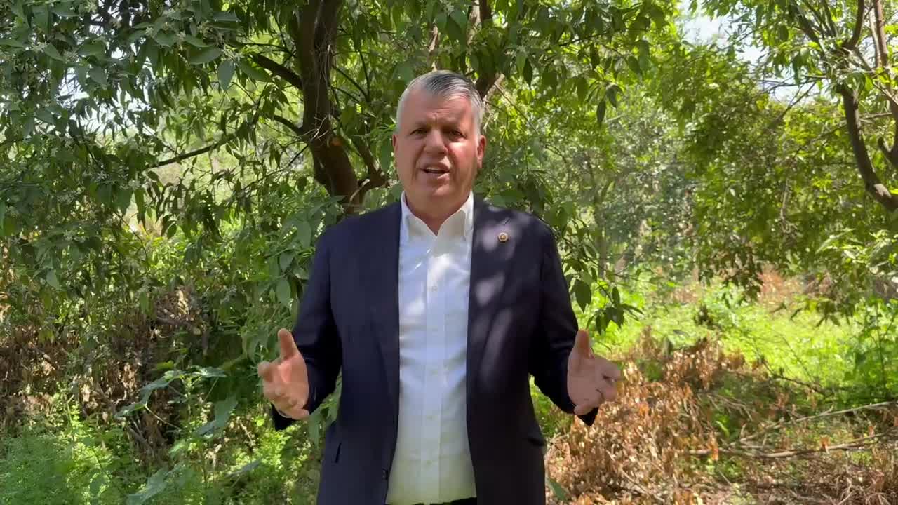 CHP'li Barut'tan limon ihracatının durdurulmasına tepki: "Limondan mandalinaya acilen tüm narenciye üreticisini destekleyin"