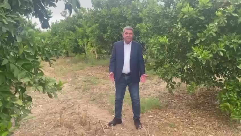 CHP'li Gökçel’den limon ihracatı yasağına tepki: "Bu zihniyetle ülke yönetilmez"