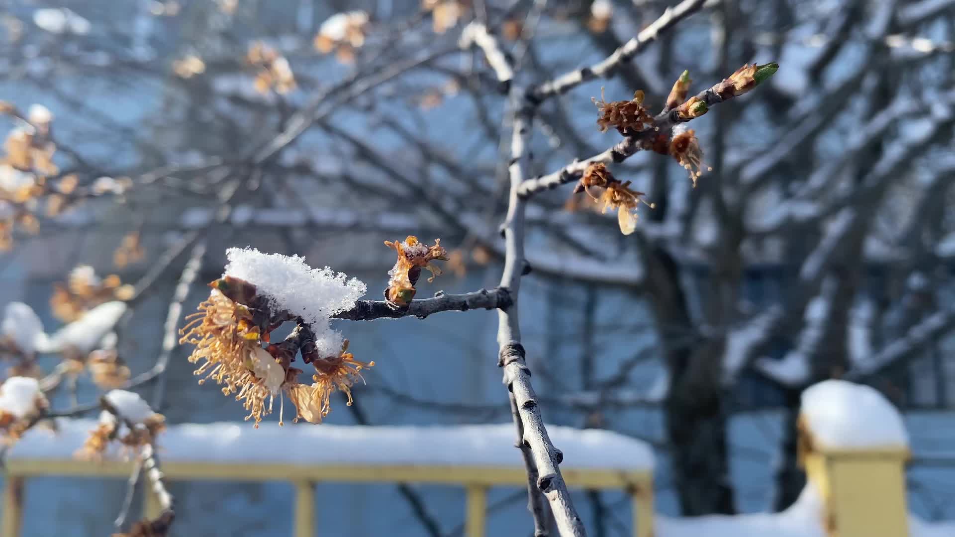 Yozgat’ta meyveler soğuktan etkilendi, yağışlar hububat ve bakliyata can suyu oldu