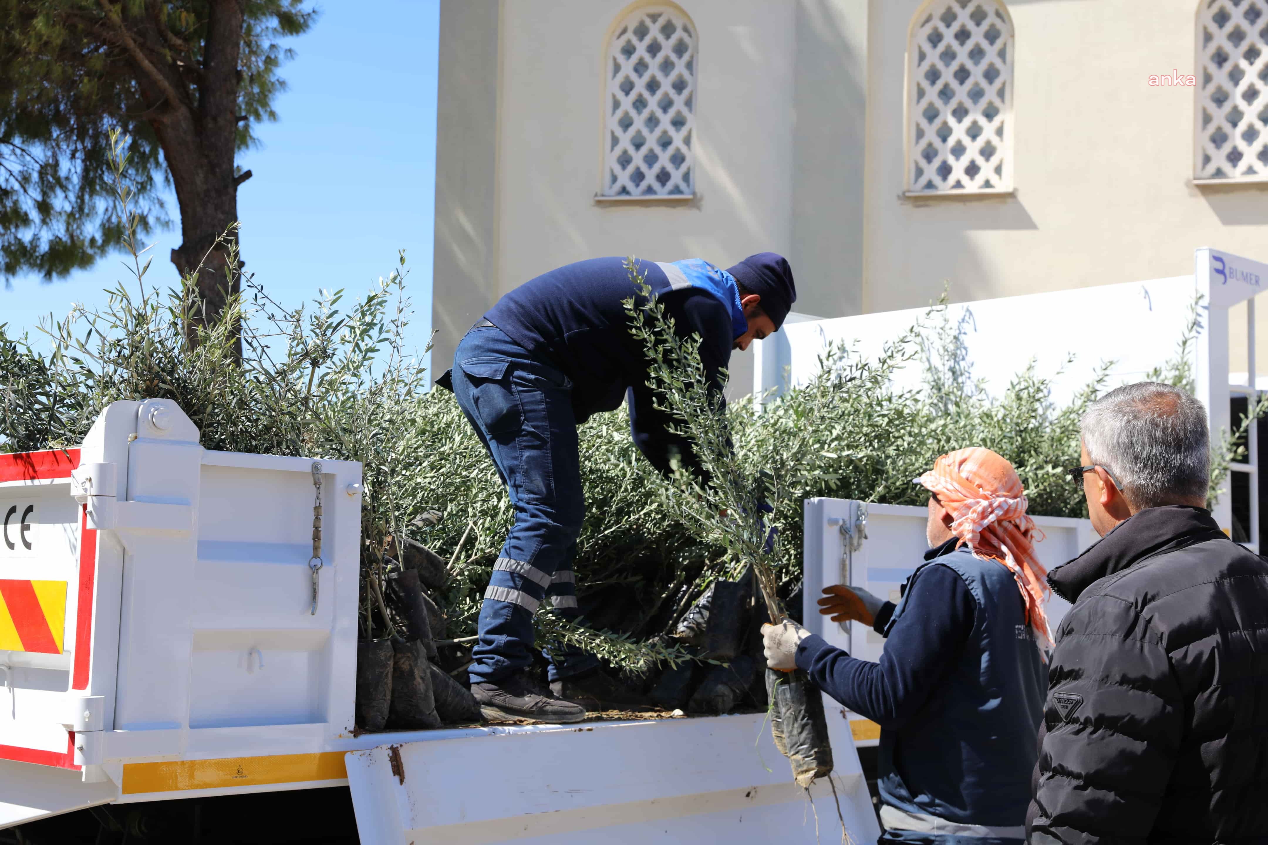 Zeytinde “Urla Modeli” hayata geçiyor: Üreticiye 7 bin fidan desteği
