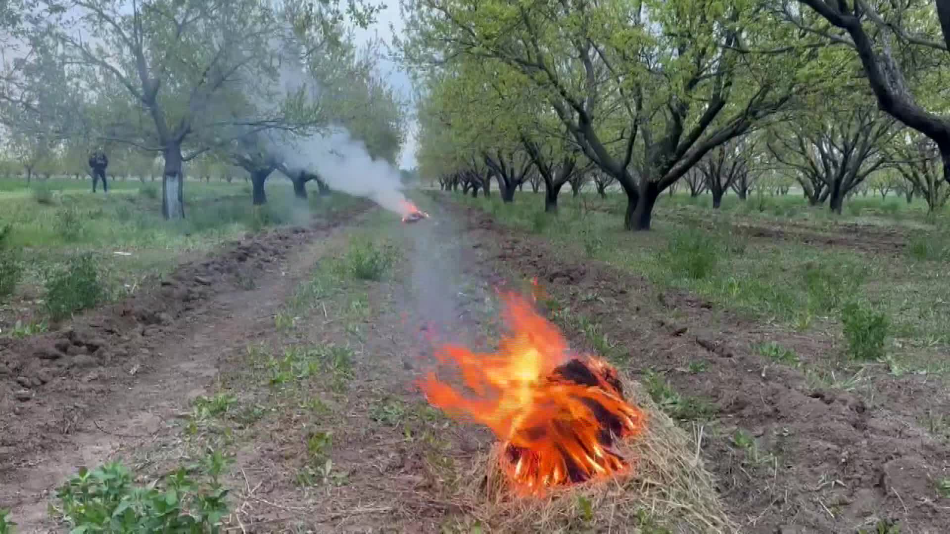 Iğdır'da üreticiler zirai dona karşı kayısı bahçelerinde ateş yakıyor