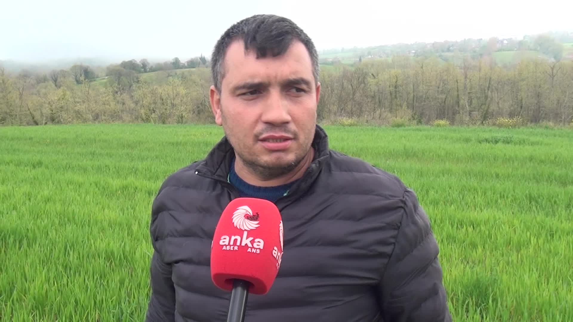 Sinop’ta arazisinde 31 bin 265 kök kenevir bitkisi ele geçirilen yurttaş: "Geçen yıl dökülen tohumlar büyüdü. Haberlerden rencide olduk"