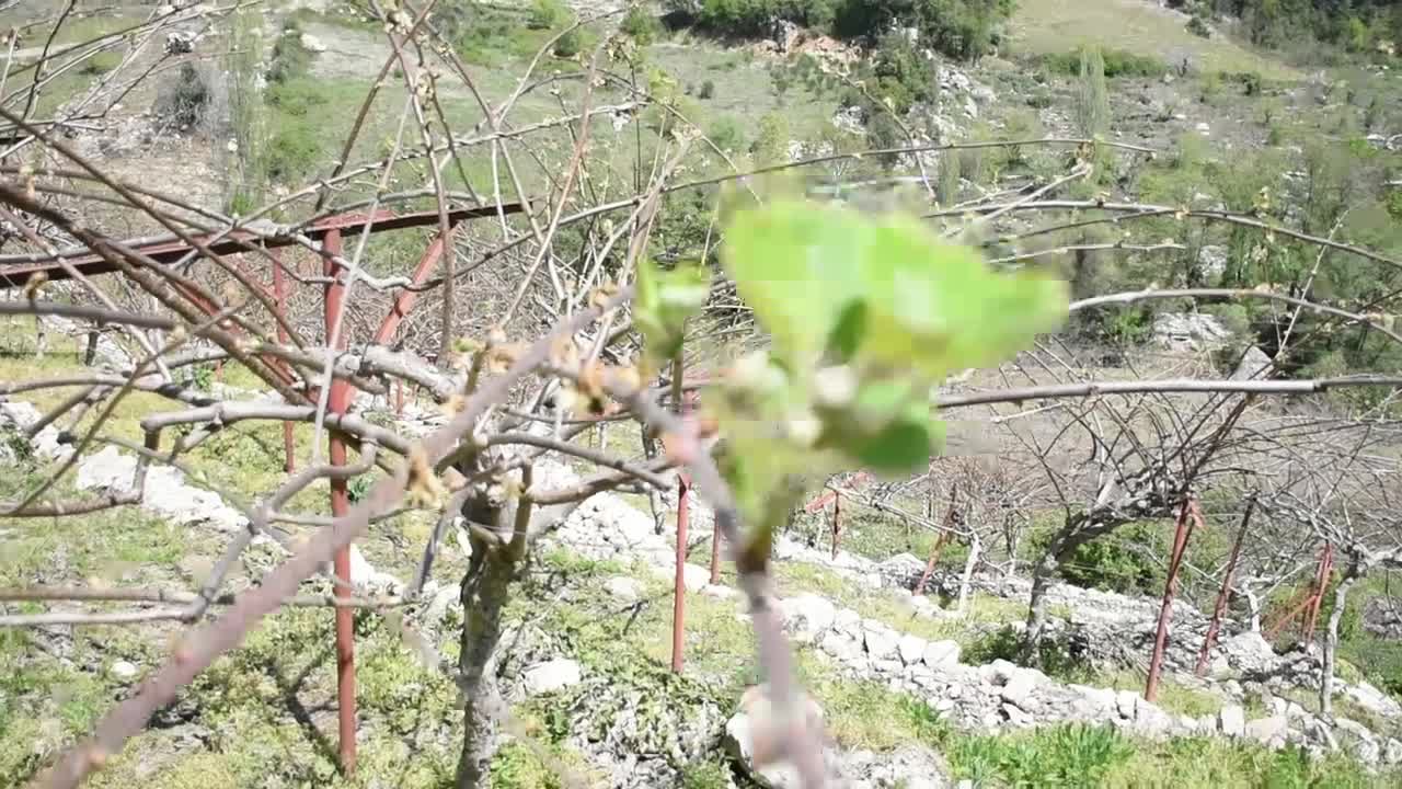 Ağaçlarını don vuran Çağlarca köyü çiftçileri: "Buranın acilen afet bölgesi ilan edilmesi lazım"