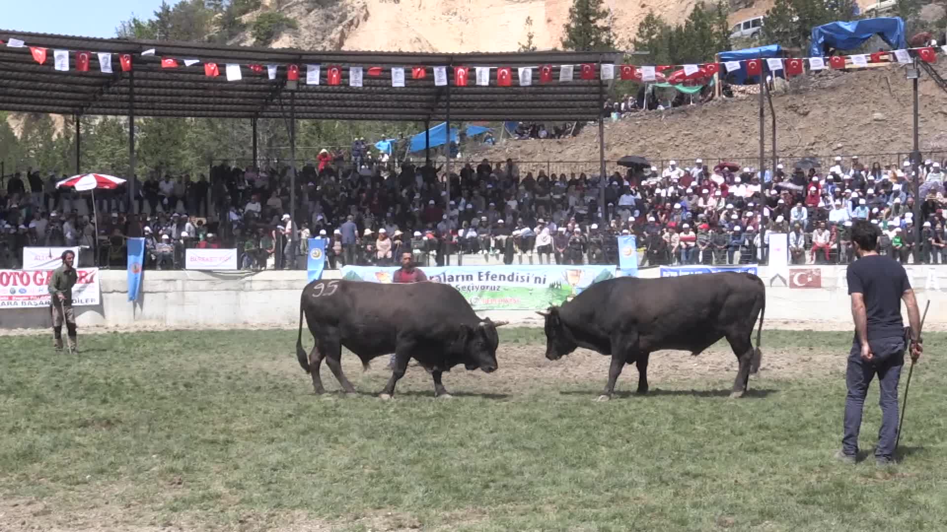 Yusufeli Derekapı Boğa Güreşleri'ni binlerce kişi izledi