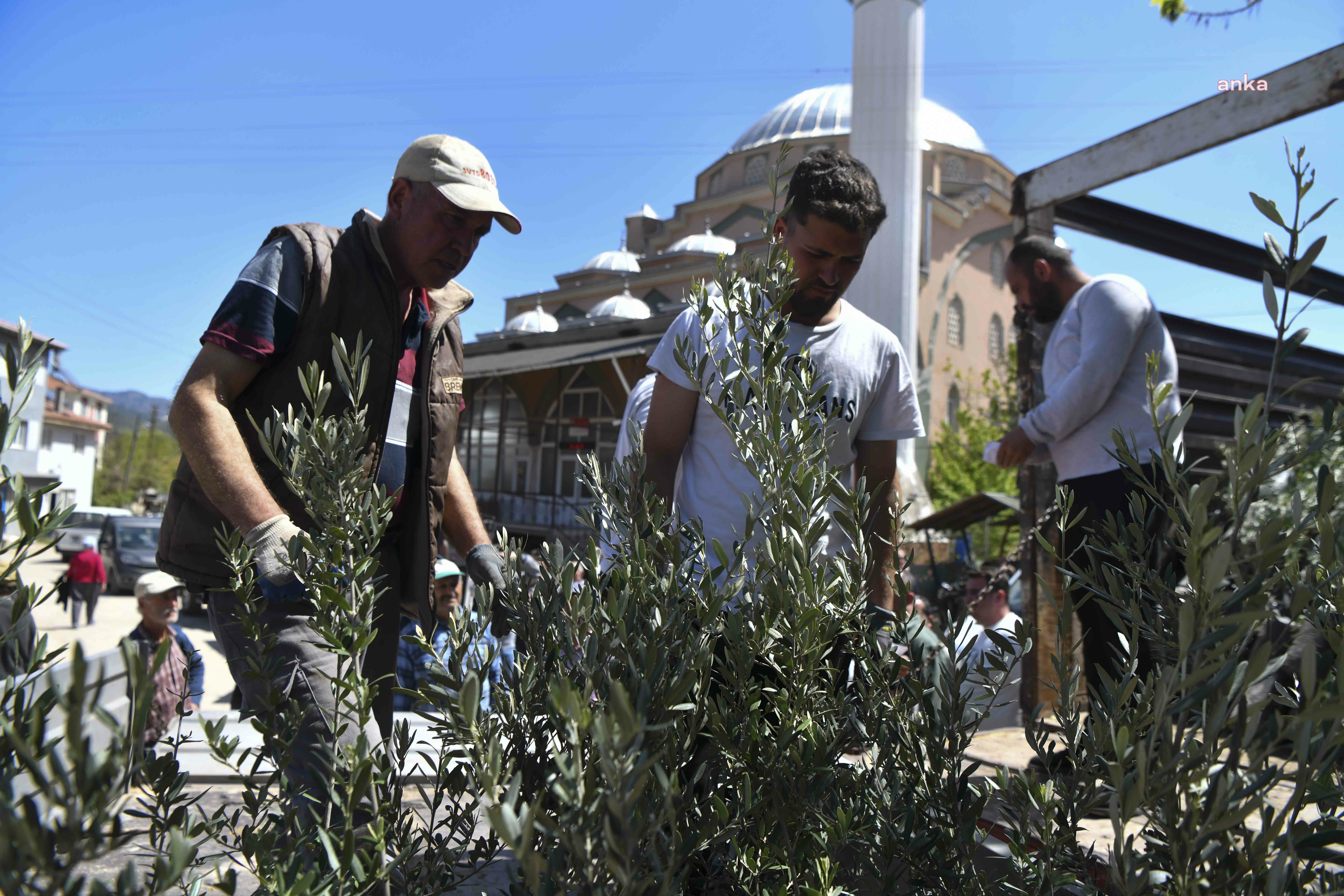 Ankara Büyükşehir Belediyesi, Nallıhan'da çiftçilere zeytin fidesi dağıttı