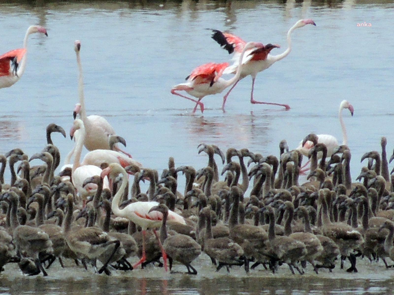 Esat Erçetingöz’ün “Flamingo Adası” sergisi, Bornovalı sanatseverlerle buluşuyor