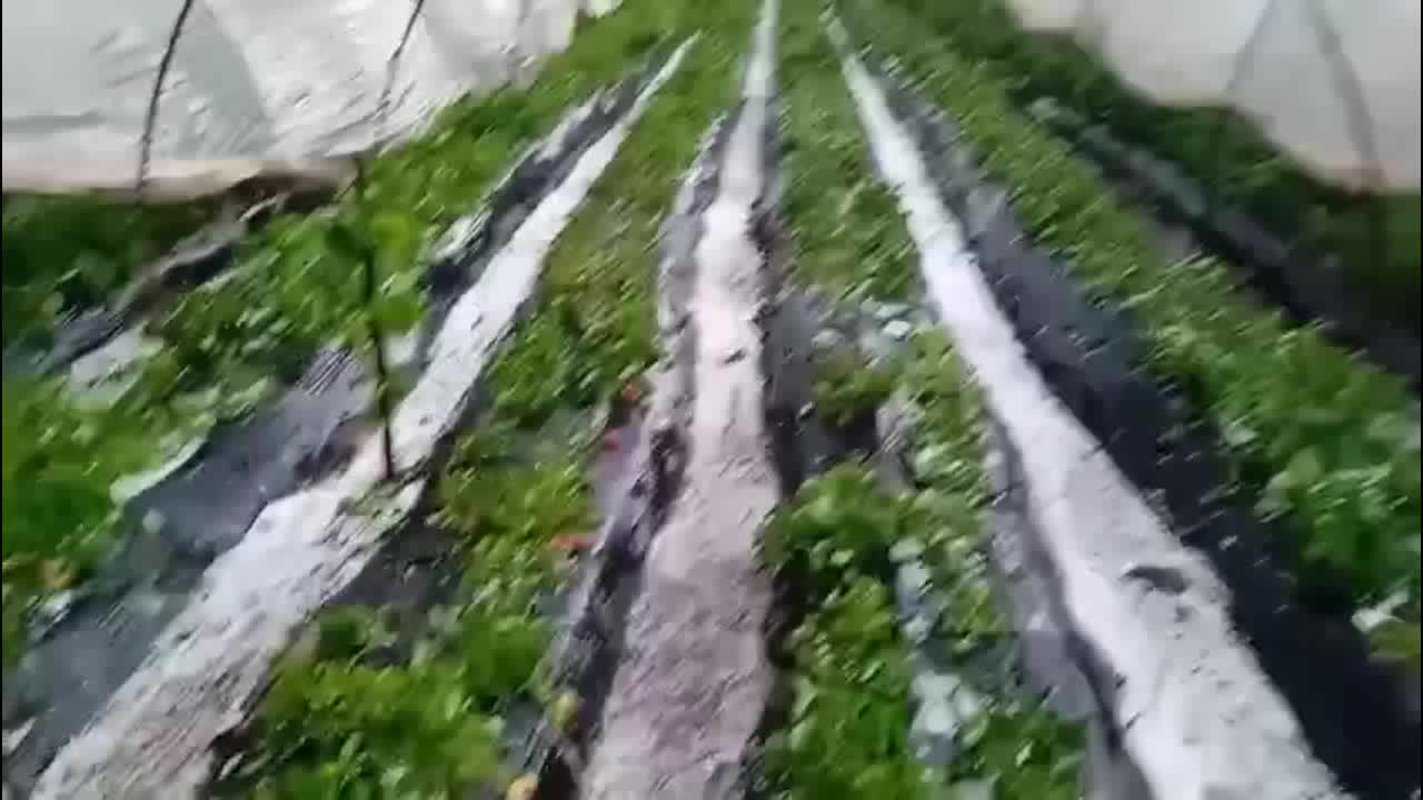 Dolu tarlaları vurdu, üretici umutsuz