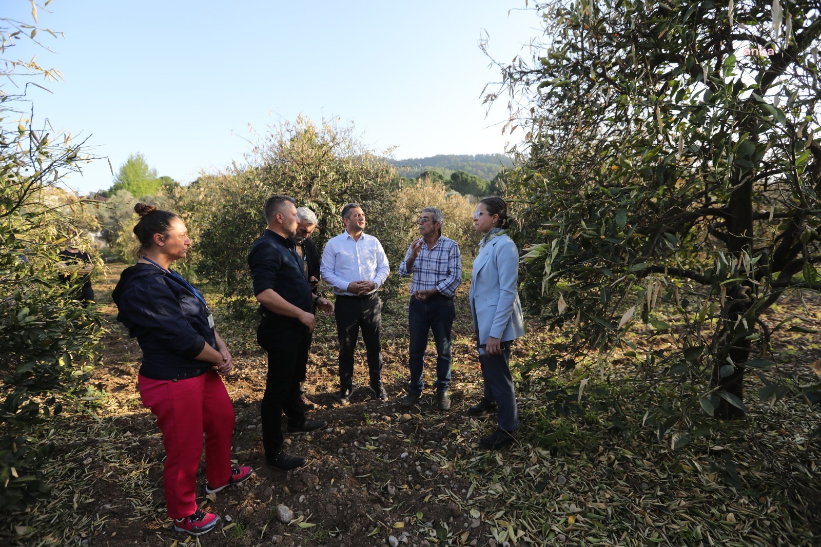 Muğla Büyükşehir Belediyesi’nden zirai dondan etkilenen narenciye üreticilerine gübre desteği