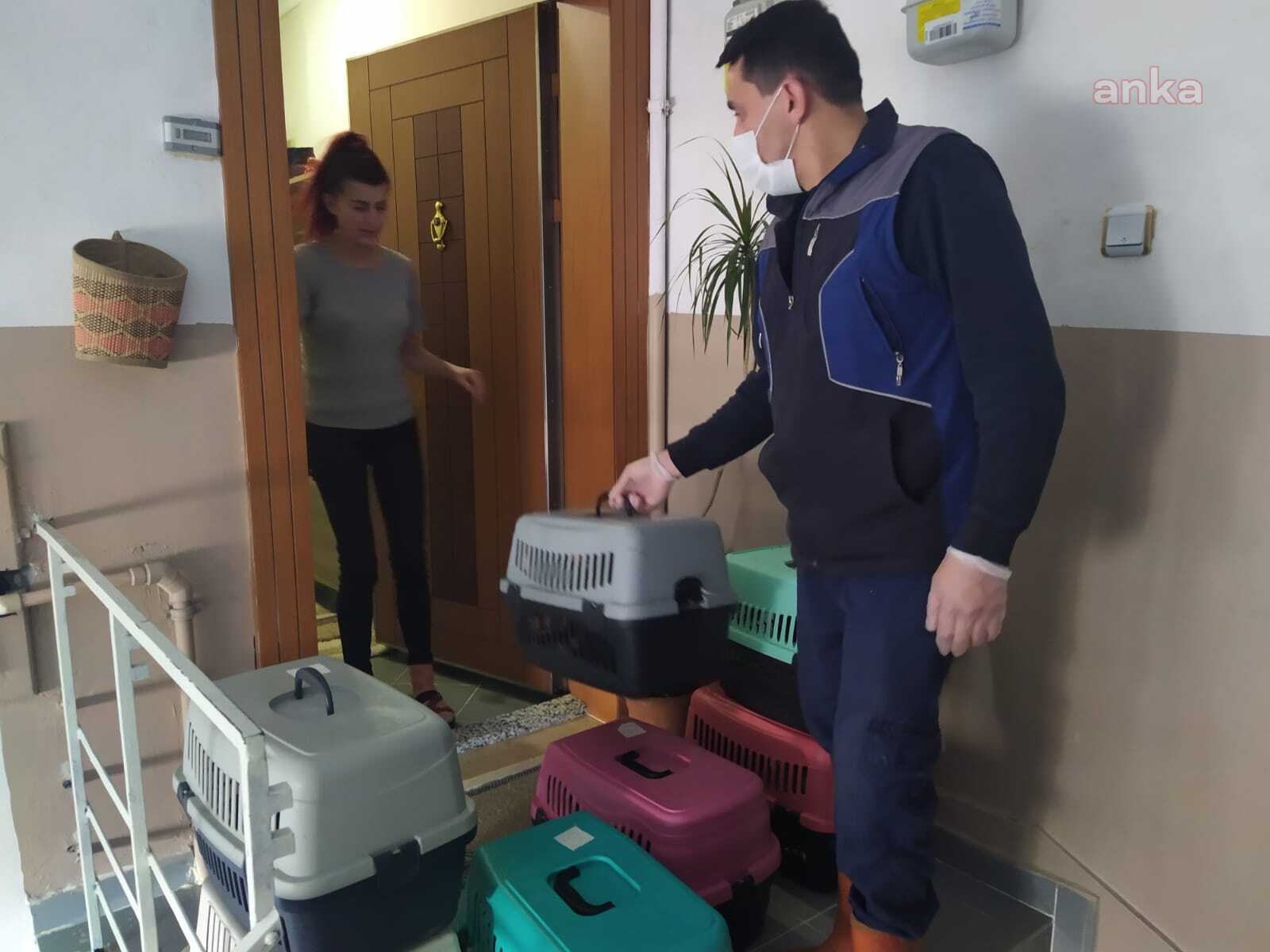 ŞİŞLİ'DE BİR İŞ YERİNDE BULUNAN 57 KEDİ SAHİPLENDİRİLECEK