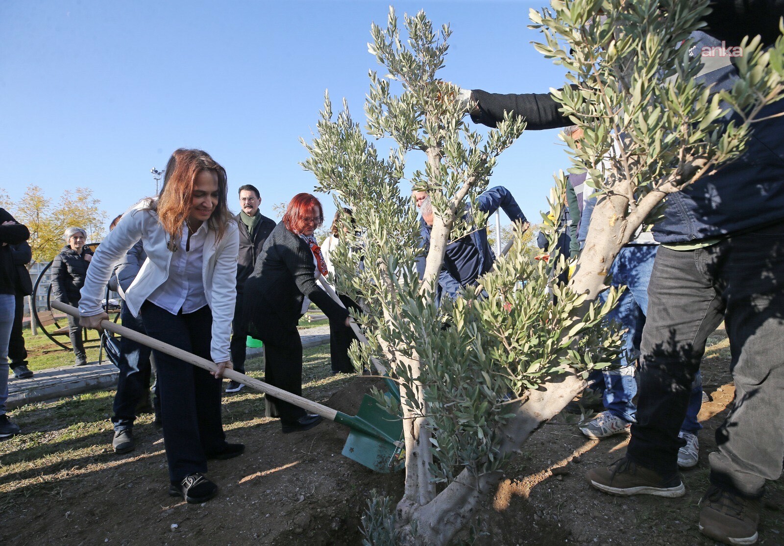Karşıyaka’da zeytin fidanları toprakla buluştu