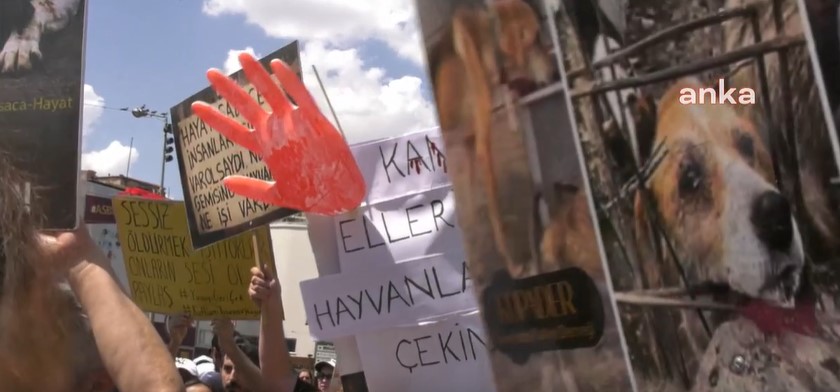 Ankara’da sokak hayvanlarını öldürdüğü suçlamasıyla tutuklanan doktor hakkındaki tüm iddiaları reddetti