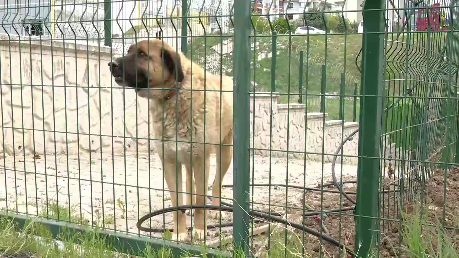 Ankara'da sokak köpeklerini sahiplenme bahanesiyle öldüren doktora tepki: Bu kişiye ne hayvan ne insan hiçbir şeye emanet edilemez