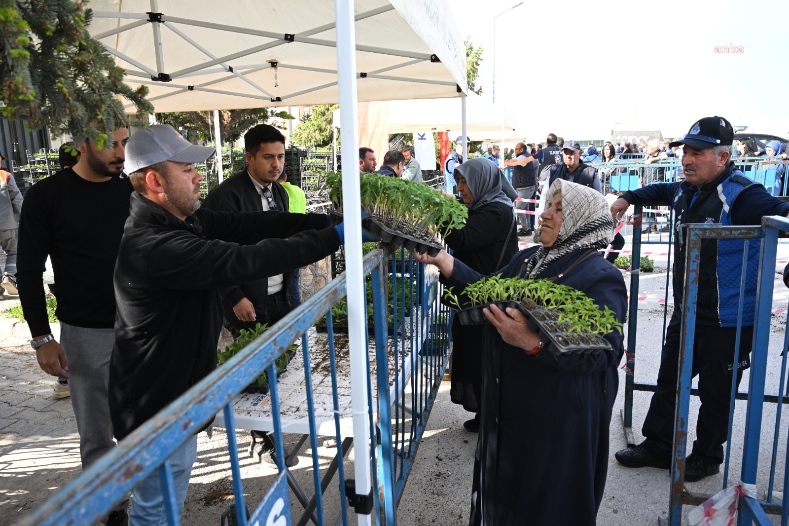 Kırşehir'de ücretsiz fide dağıtımı başladı