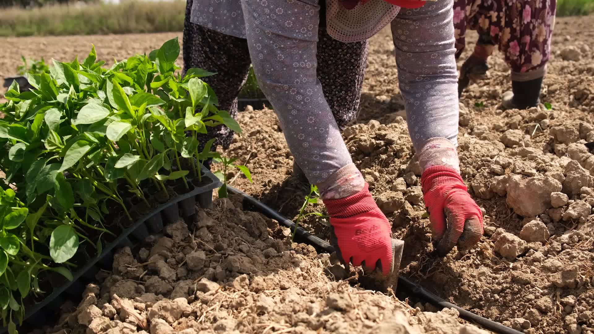 Ayvalık Belediyesi, kadın emeğini doğa ile buluşturduğu projelerine devam ediyor