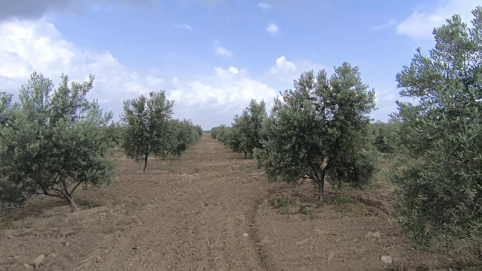 Bahçelerini don vuran Osmaniyeli zeytin üreticisi:  ''Zeytin yağının kilosunun 500 liradan aşağı olacağını tahmin etmiyorum, çok pahalı olacak''