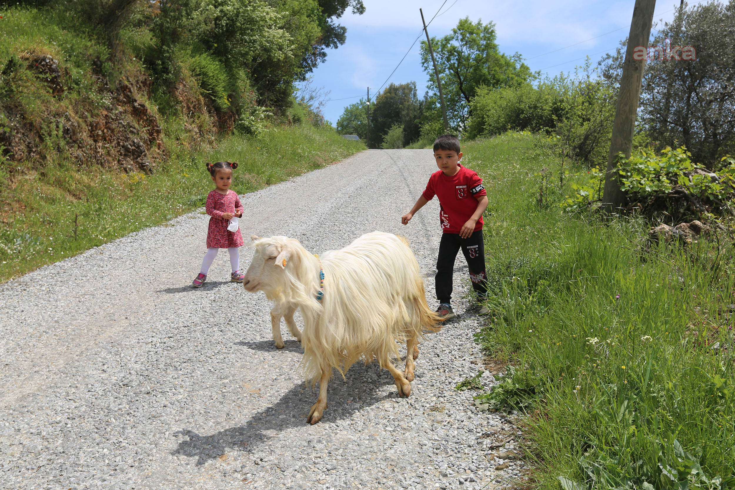 MUĞLA BÜYÜKŞEHİR, 140 KADIN ÜRETİCİYE 420 KIL KEÇİSİ DAĞITILDI