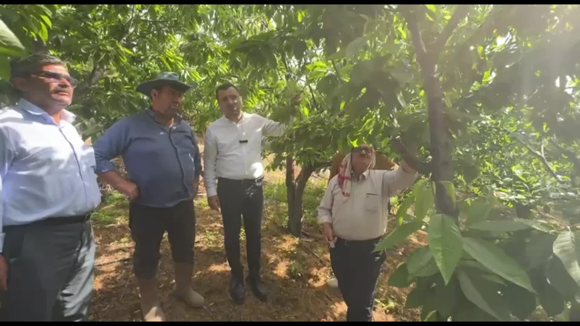 Kiraz üreticisi CHP’li Başevirgen'e dert yandı: "Bir ağaçtan 25-30 kilo ürün alınıyordu, şimdi 1 kilo bile yok"