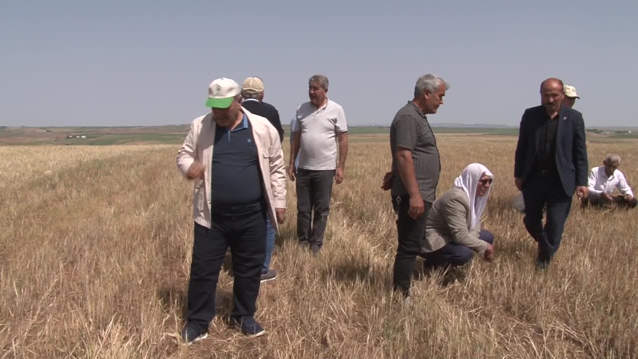 Güney Doğu’da kuraklık… TZOB Başkanı Bayraktar: “Yüzde 100'lere varan kuru alanda zarar söz konusu”