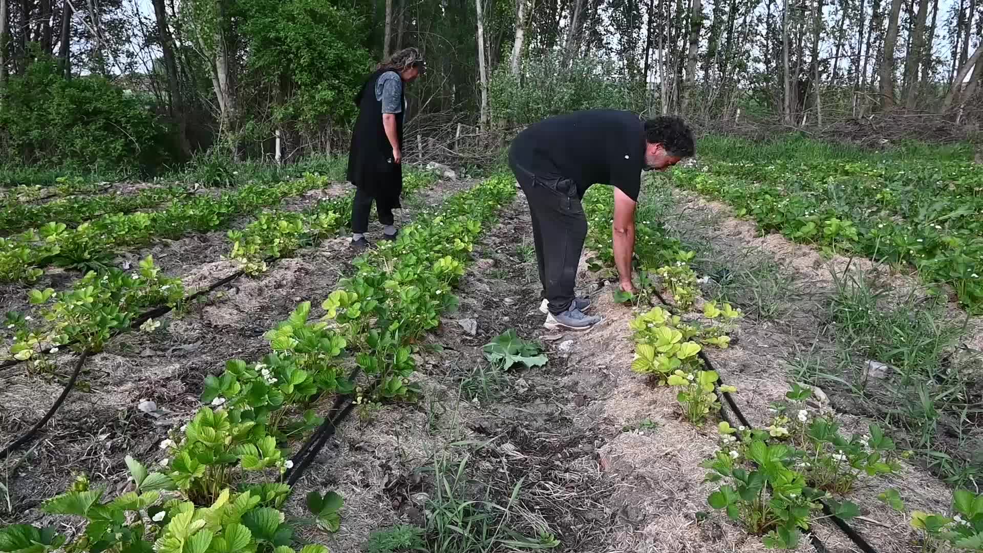 Yozgat’ta çilek üretimi artıyor