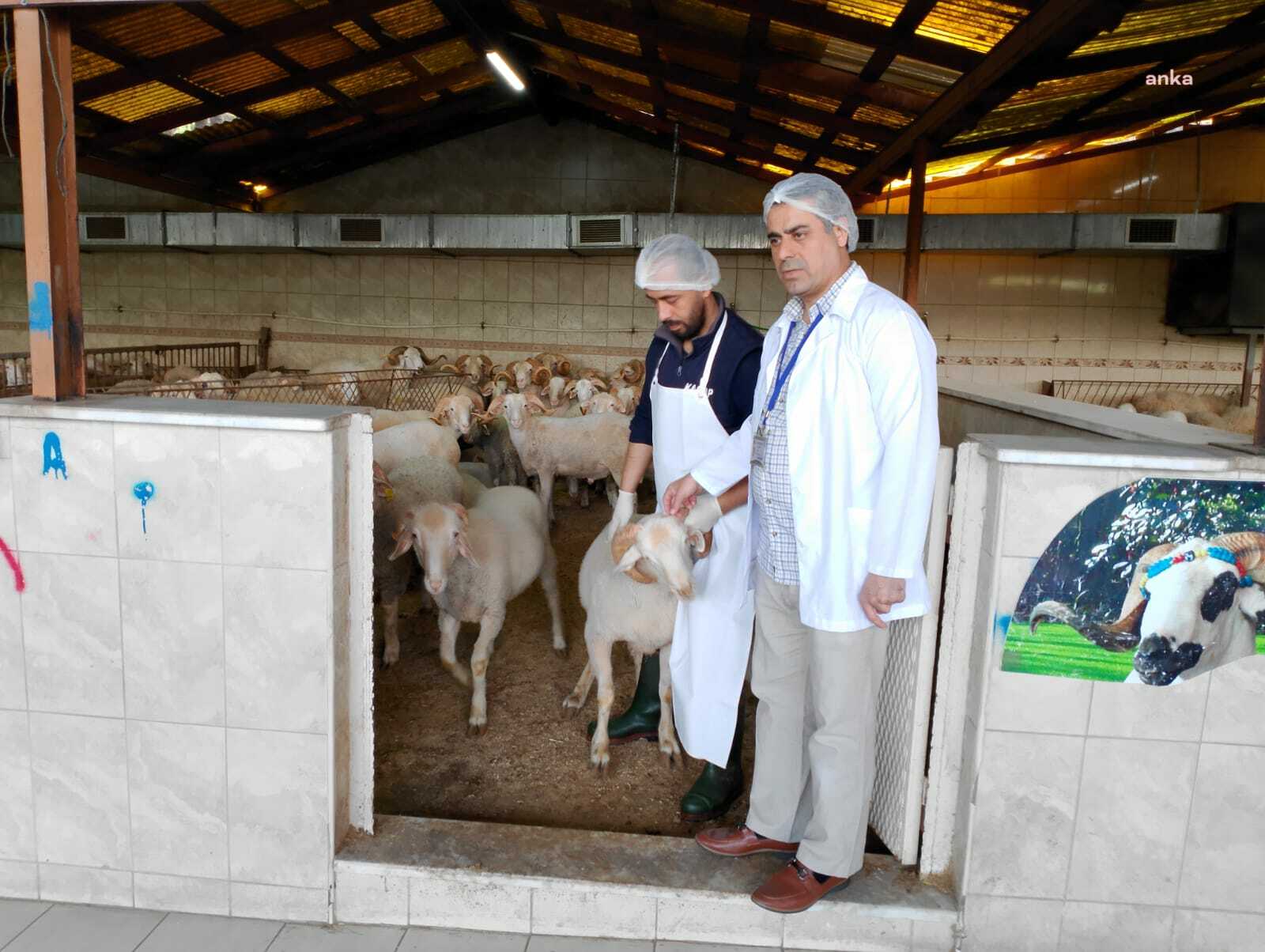 Bayrampaşa’da kurban satış ve kesim yerlerine sıkı denetim