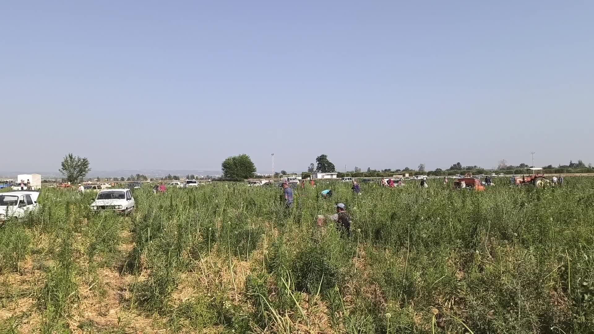 Çiftçi satamadığı soğanı halka açtı... Yurttaş: Yiğit kuru soğana muhtaç oldu