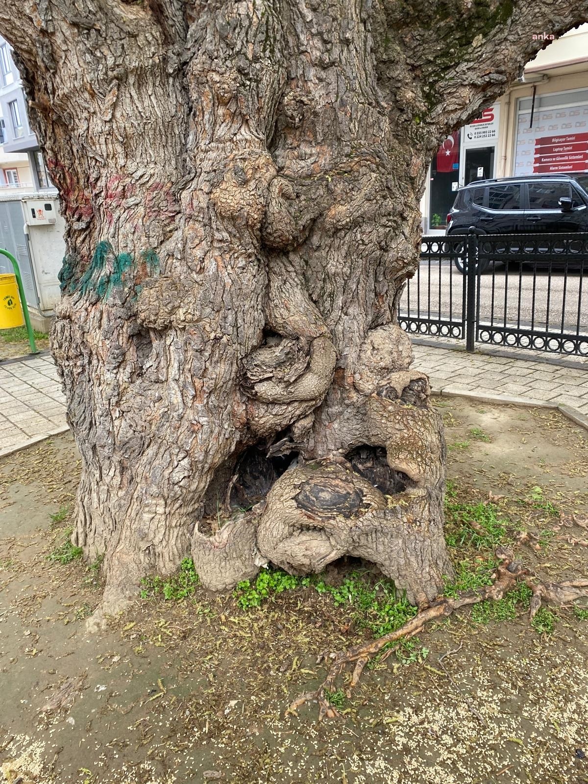 Osmangazi Belediyesi, asırlık ağacın yaralarını sardı