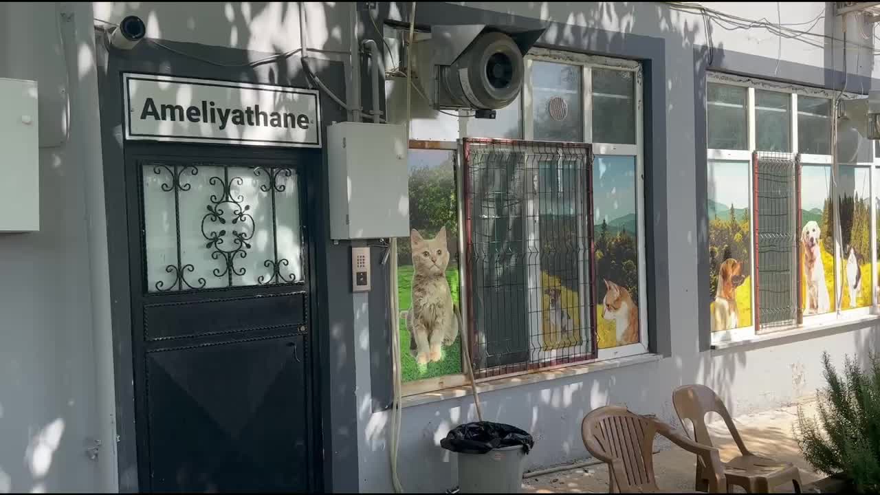 Adıyaman Belediyesi tarafından 13 ayda bine yakın sokak hayvanı koruma altına alındı