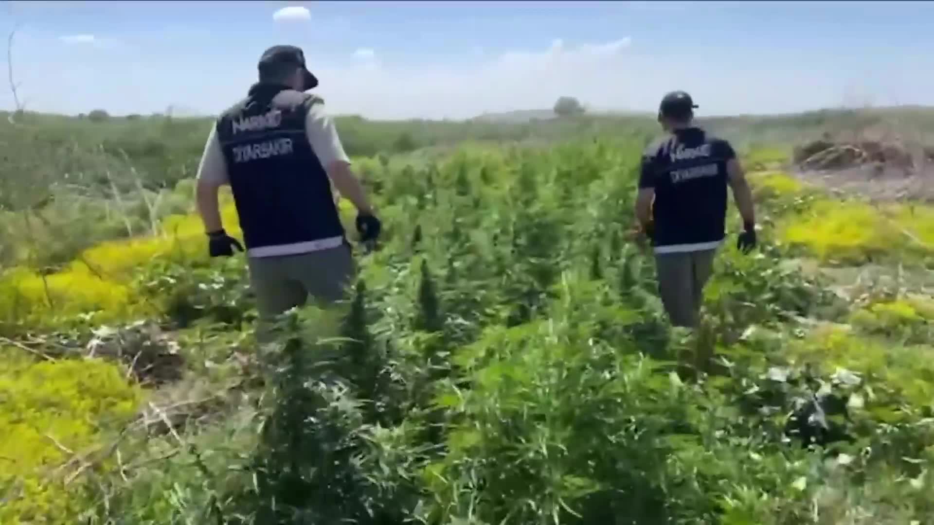Dicle Nehri üzerindeki adacıklarda ekilen 100 milyon lira değerinde uyuşturucu ele geçirildi