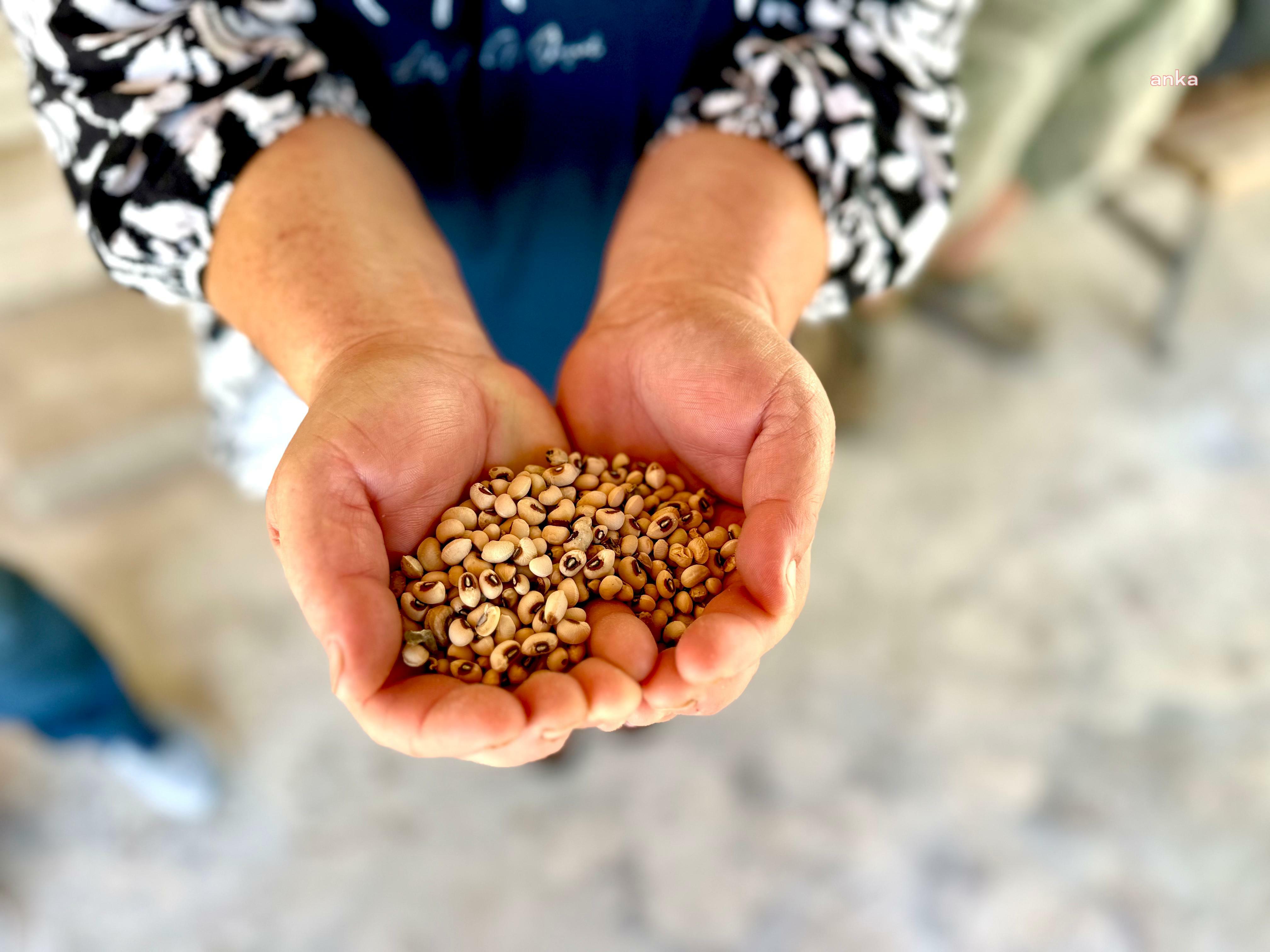 Urla Belediyesi’nden ipek börülce üreticisine tohum ve gübre desteği