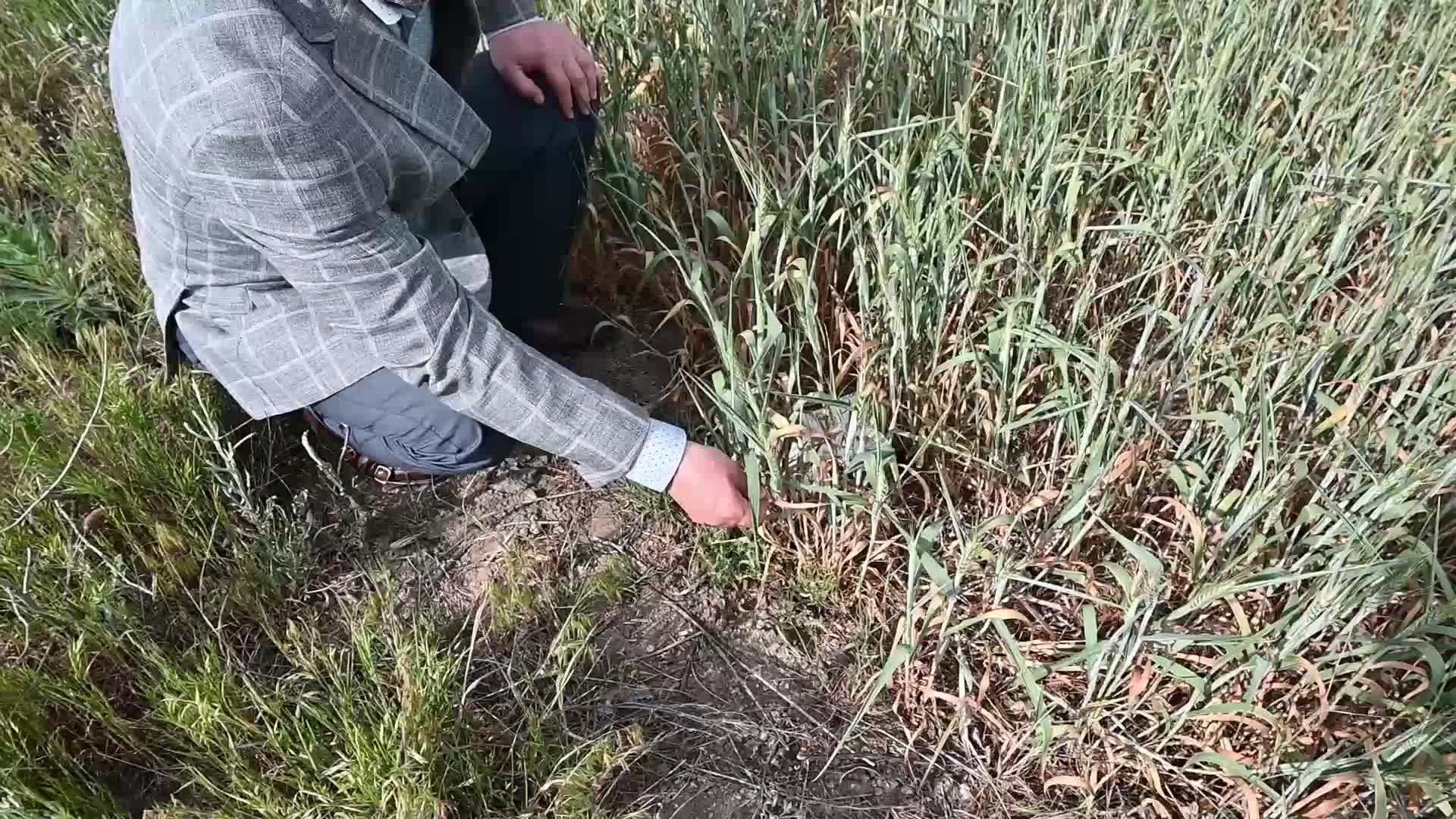 Yozgat’ta tarım alanlarını önce kuraklık, şimdi de dolu vurdu