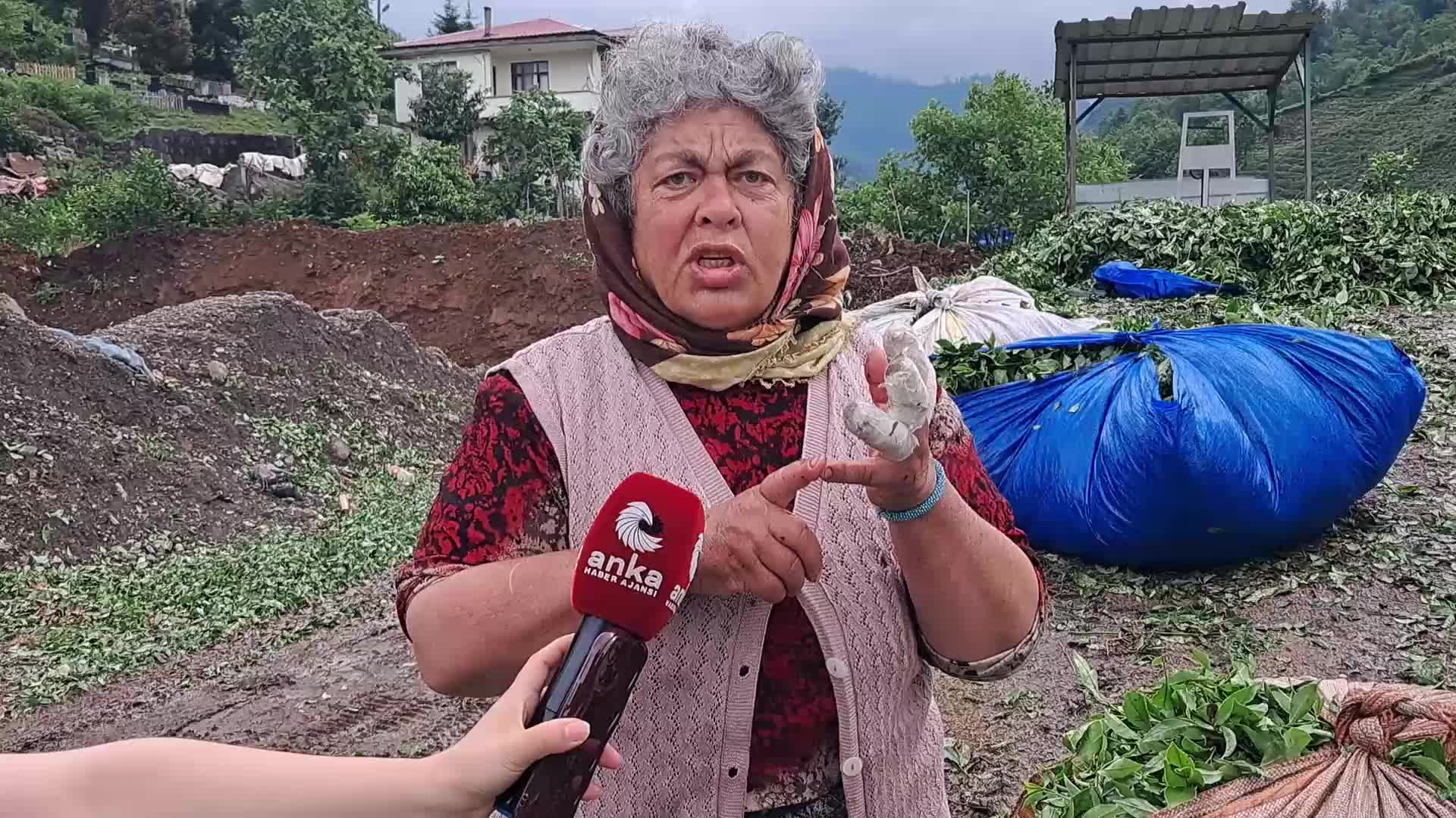 Hopalı çay üreticileri tepkili: "Çayı 16 liradan satıyoruz, işçilere 11 lira ödüyoruz. Kaç lira kalacak bize?"