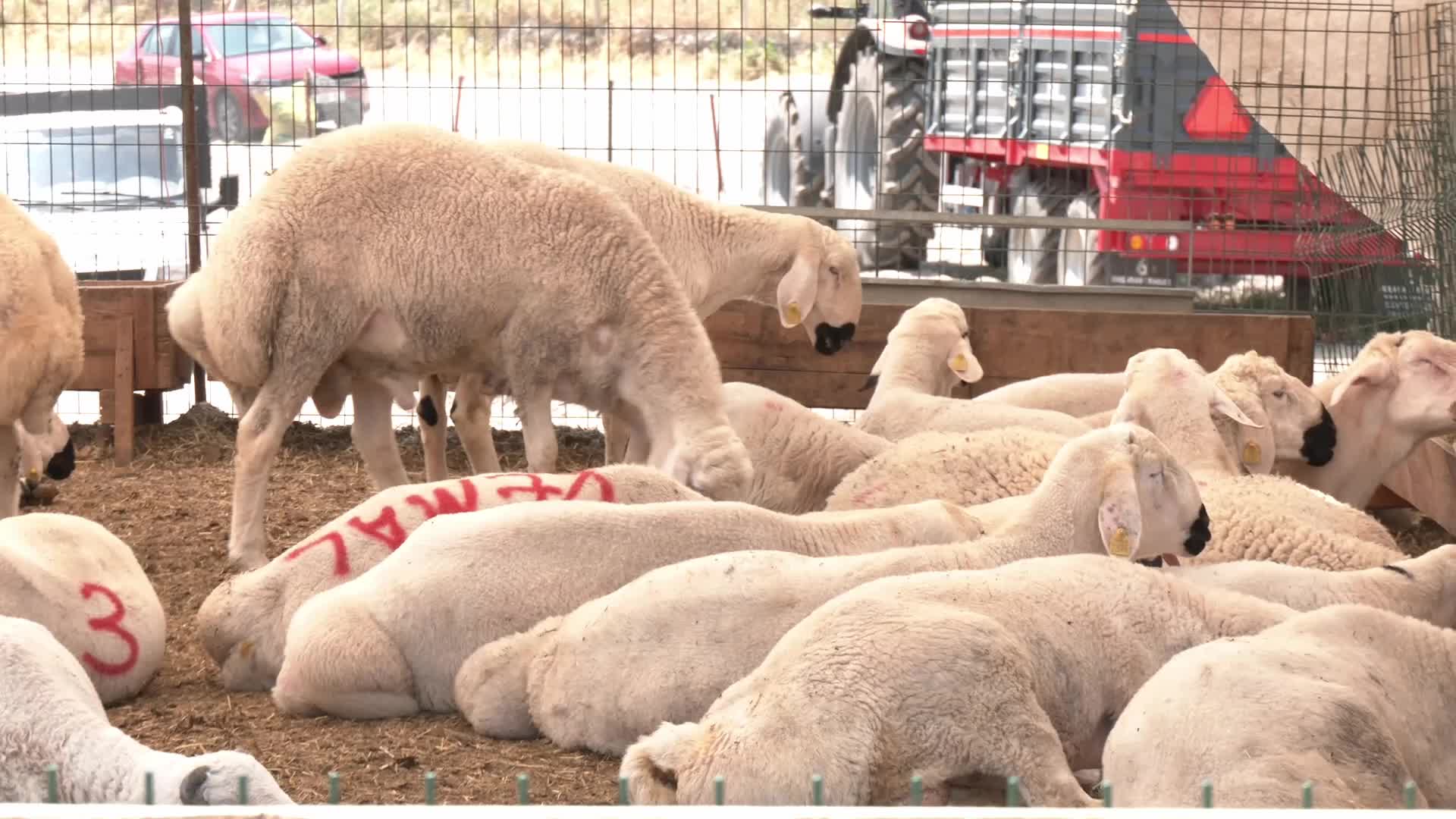 Kurban pazarında besiciden Et ve Süt Kurumu'nun kurban alış fiyatlarına tepki:  ''Hayvanı Et ve Süt Kurumu’na verene kadar garibana veririm, sevap alırım''